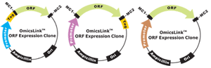 表达就绪OmicsLink ORF cDNA克隆